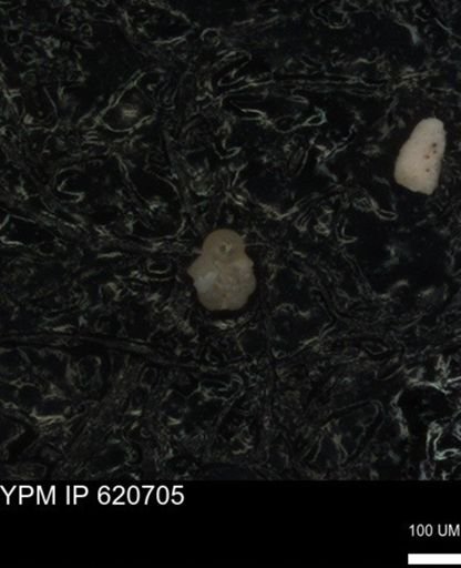 undet. Foraminiferida