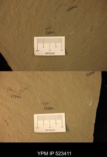 undet. Synziphosurina