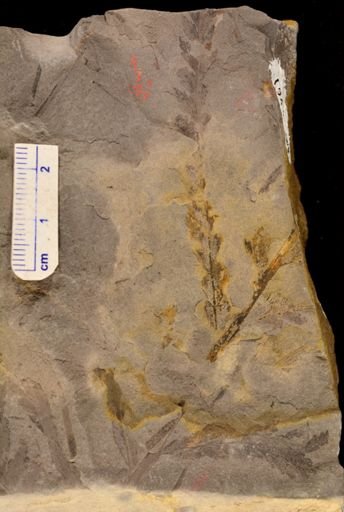 Coniopteris sp.
