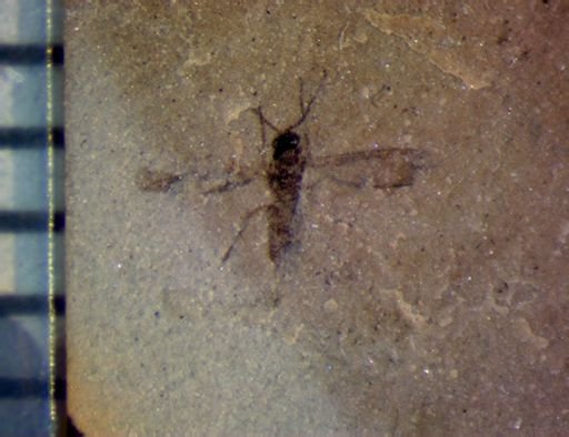 undet. Diptera
