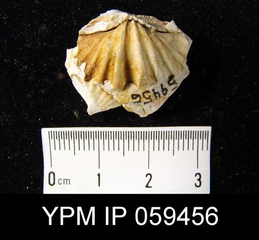 Spirifer duodenarius