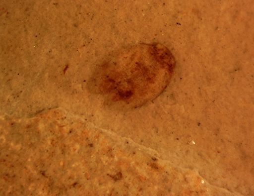 Auchenorrhyncha?