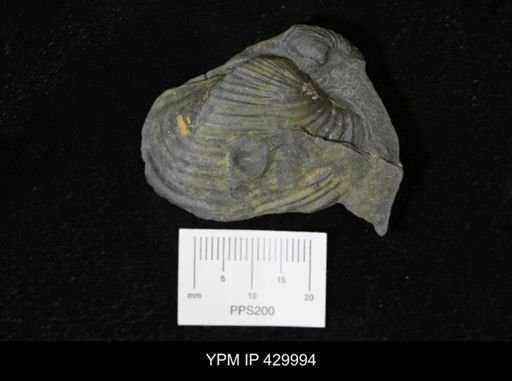 Grammysioidea arcuata