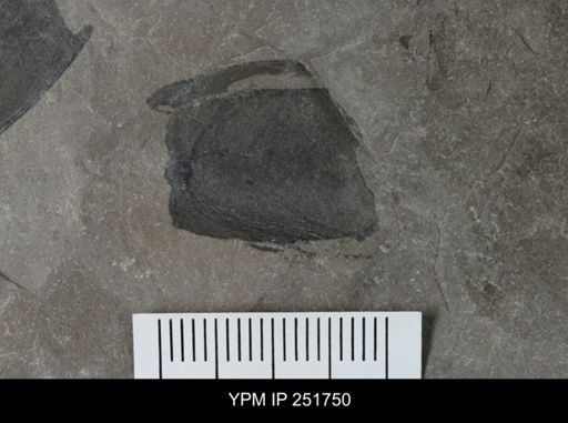 Eurypterus sp.