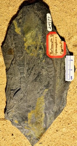Sphenopteris sp.