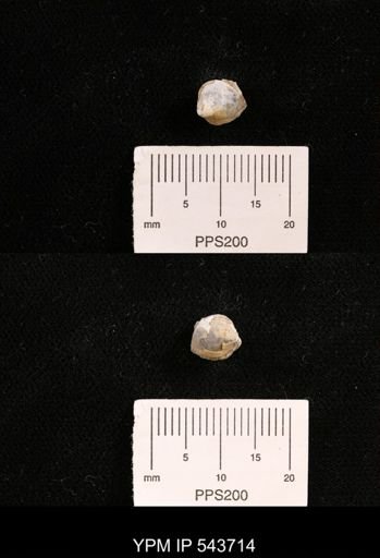 Protocardia sp.