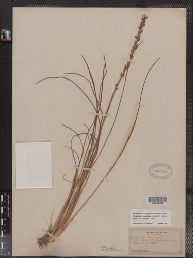 Triglochin maritima
