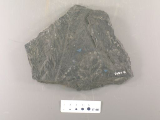 Sphenopteris recta