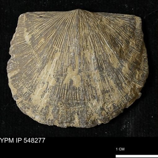 Stropheodonta sp.
