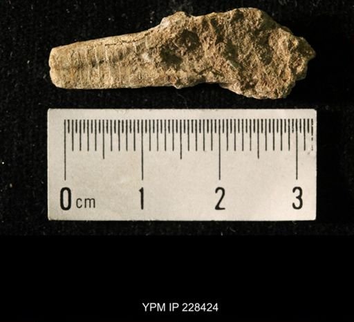 Pseudorthoceras knoxense