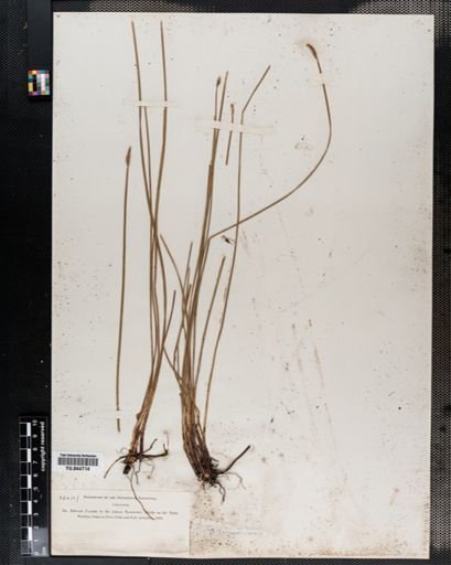 Eleocharis