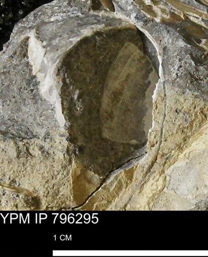 undet. Bivalvia