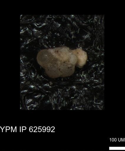 undet. Foraminiferida