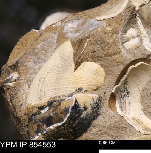 Parallelodon sp.
