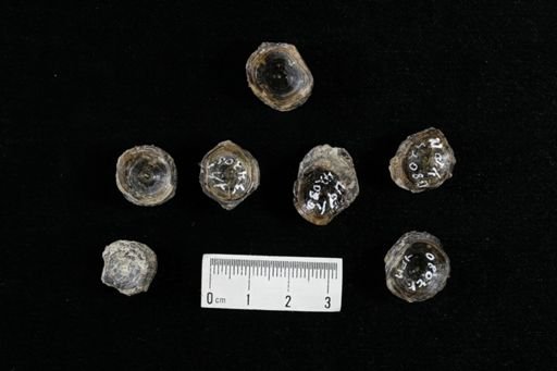 undet. Actinopterygii