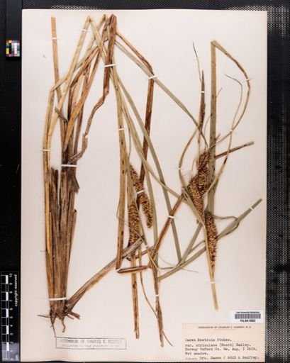 Plantae