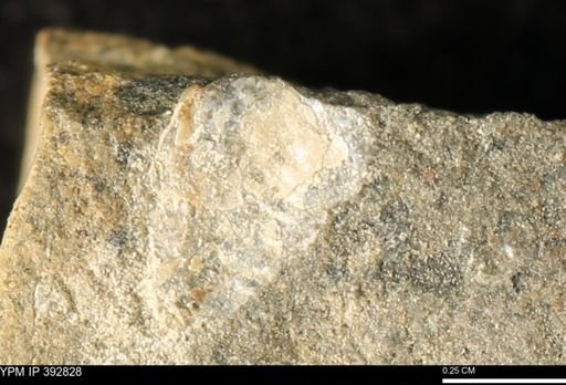 Scaphites sp.