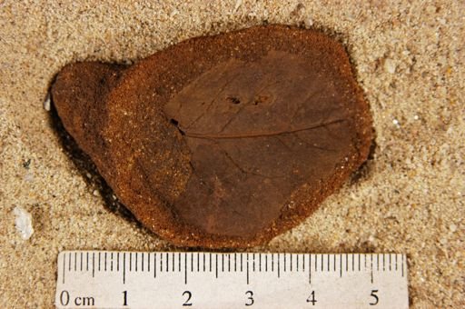 Angiospermopsida