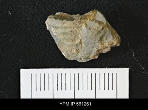 Scaphites sp.