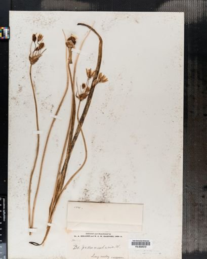 Triteleia