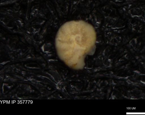 undet. Foraminiferida