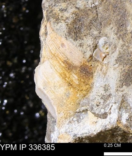 undet. Mollusca