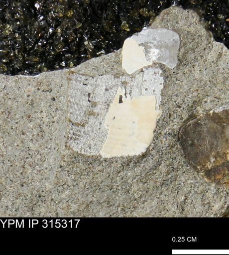 undet. Mollusca
