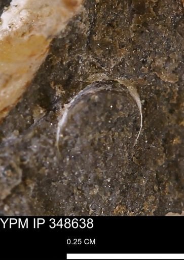 undet. Scaphopoda