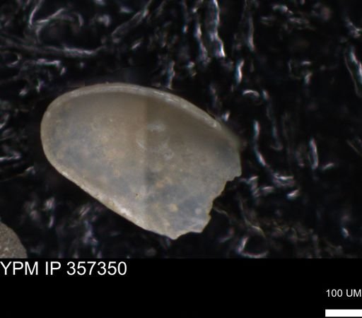undet. Ostracoda