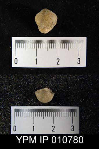 Linoproductus villiersi