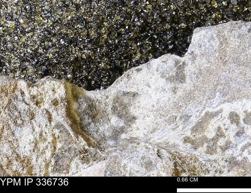 undet. Mollusca