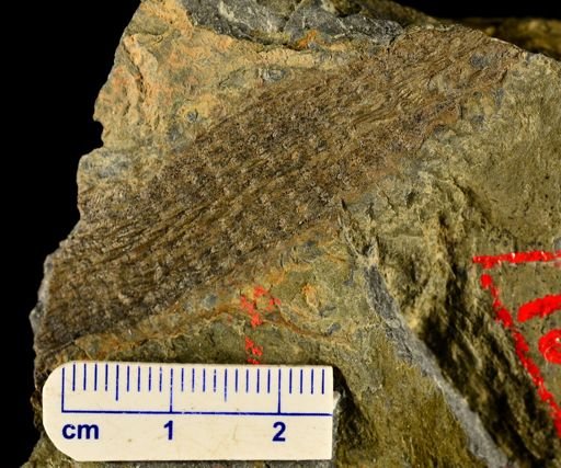 Colpodexylon deatsii
