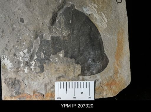 Paracarcinosoma cf. scorpionis
