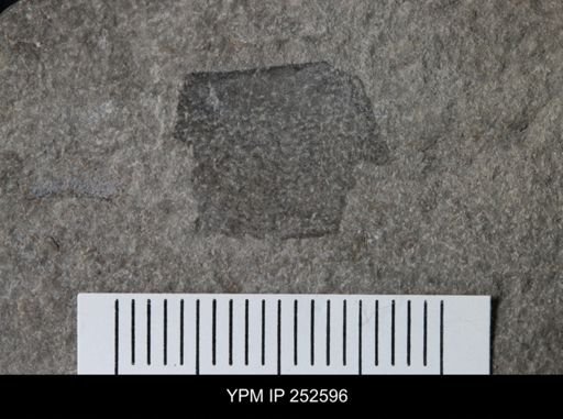 undet. Eurypterida