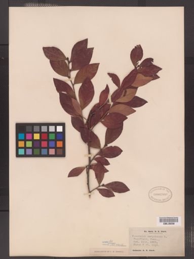 Vaccinium corymbosum