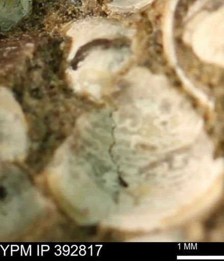 undet. Bivalvia