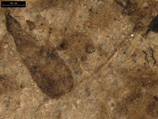 taxon undetermined