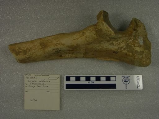 Ursus spelaeus