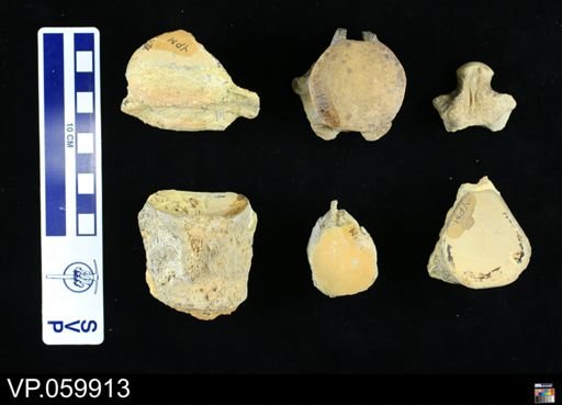 undet. Mosasauridae