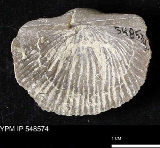 Stropheodonta inflexa?