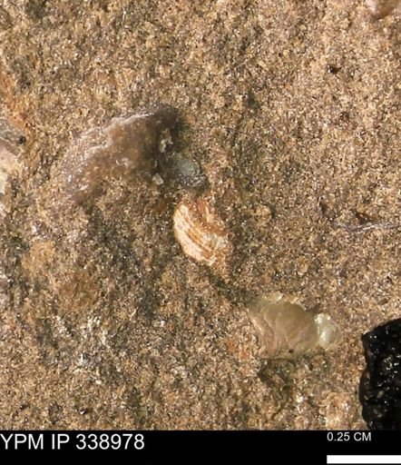 undet. Gastropoda