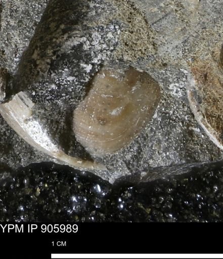 Limopsis striatopunctatus