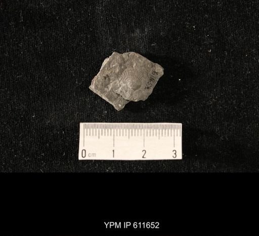 Aviculopecten sp.