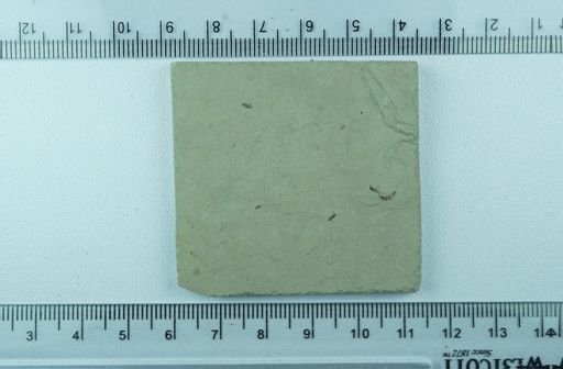 undet. Diptera