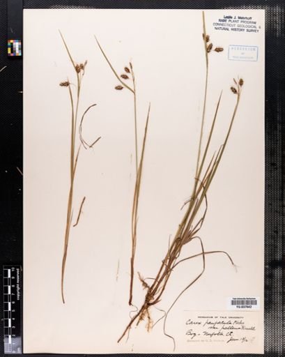 Carex paupercula