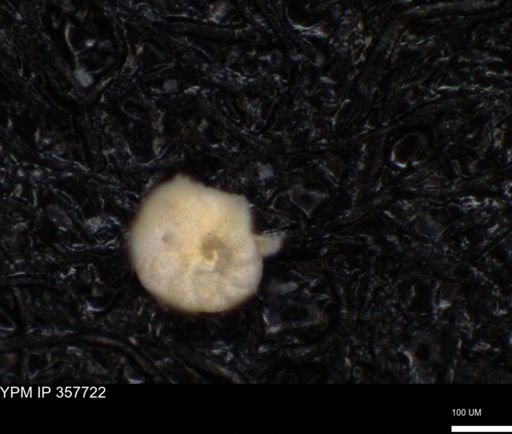 undet. Foraminiferida