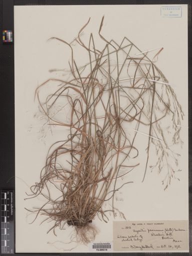 Agrostis perennans