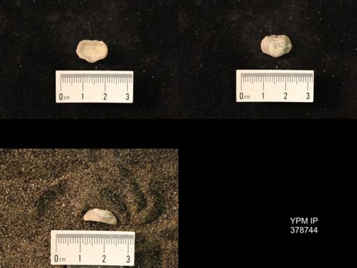 Marginifera wabashensis