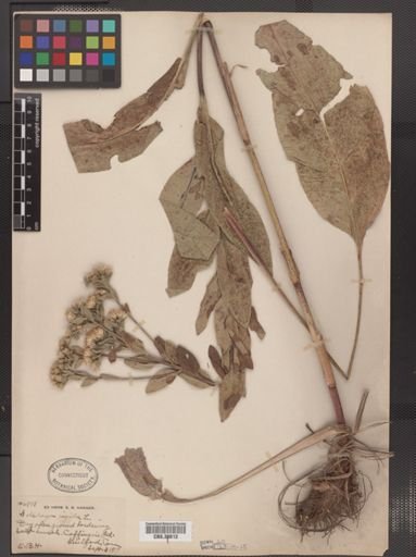Solidago rigida