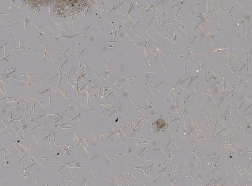 Haliclona canaliculata